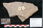 Foto (Objekt + Etikett) von Taeniopteris moravica Ettingshausen (NHMW-GEO-2024-0188-10930)
